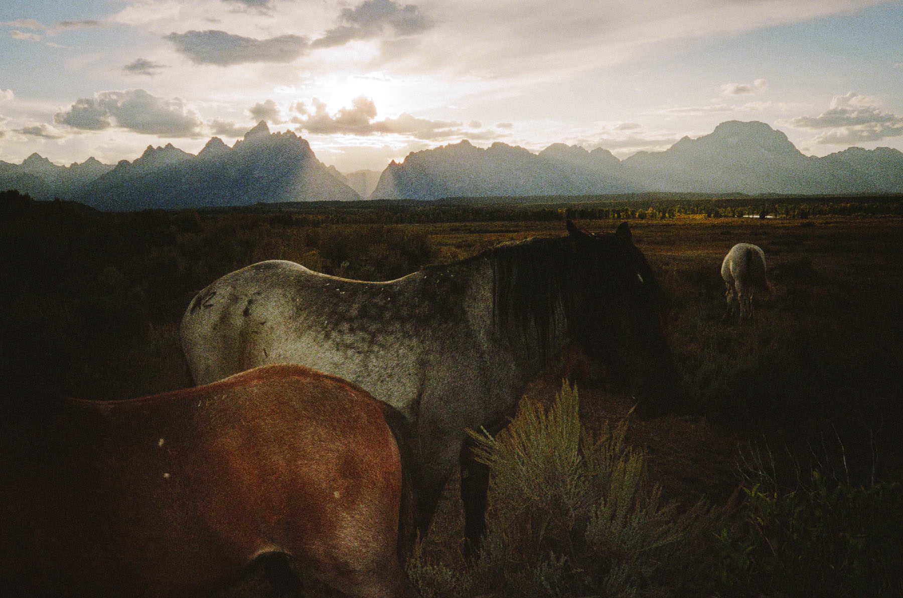 Kodak Portra 800