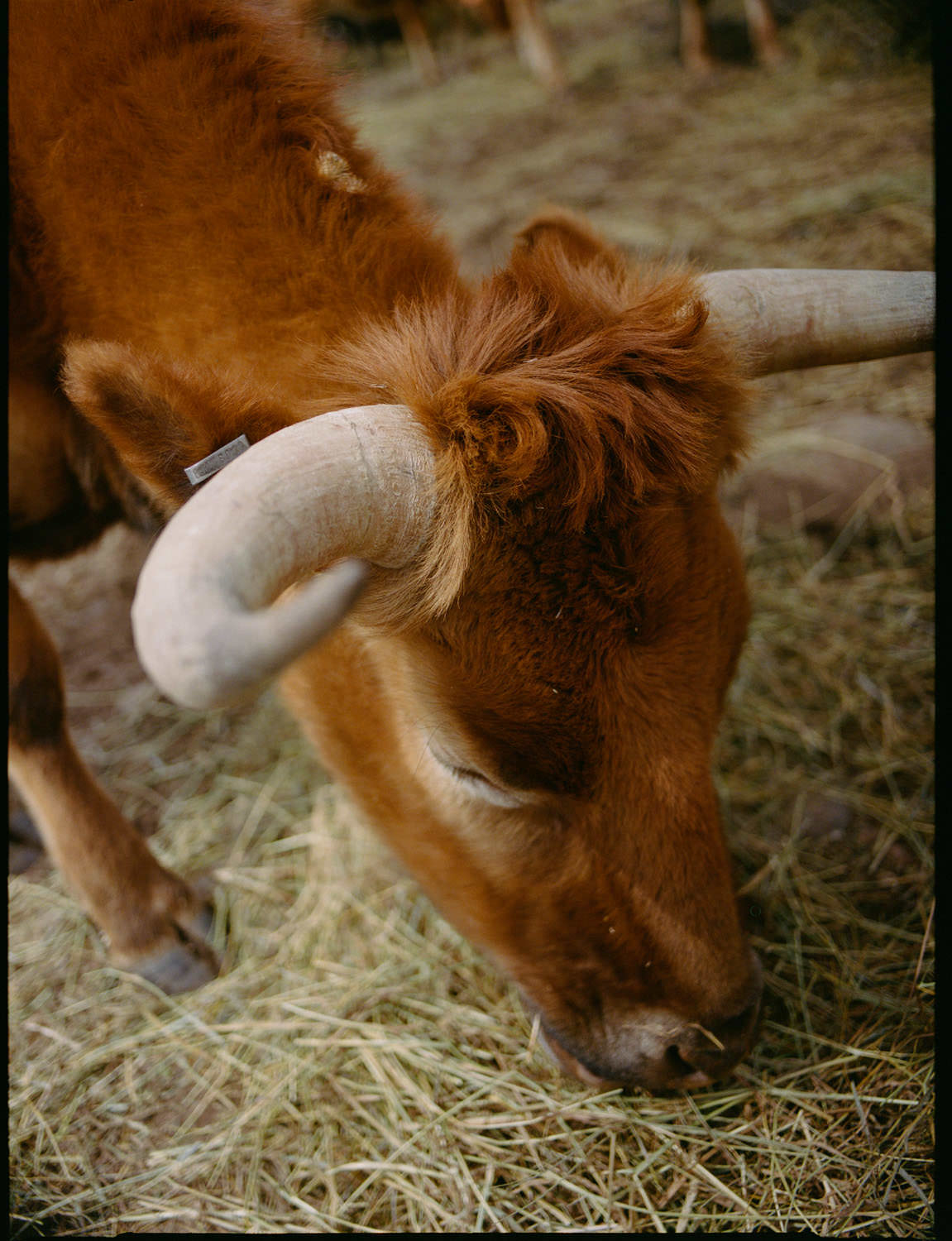 Contax 645 on Kodak Portra 400